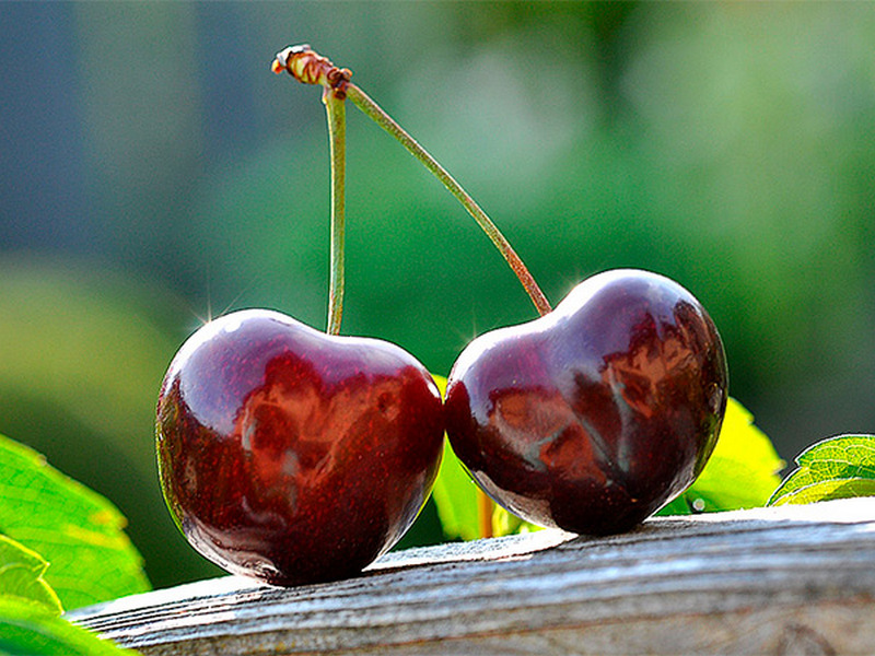 Черешня купить саженцы из питомника в Елабуге