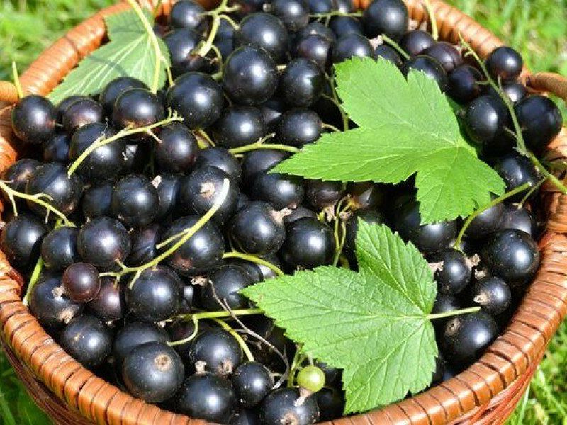 Смородина купить саженцы из питомника в Елабуге