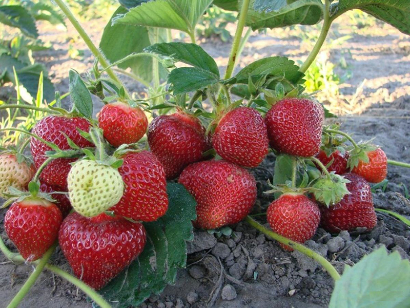 Клубника купить саженцы из питомника в Елабуге