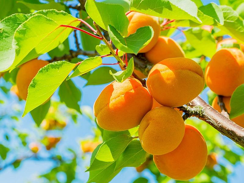 Абрикос купить саженцы из питомнике в Елабуге