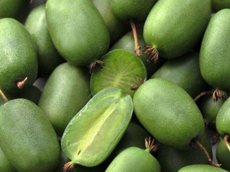 Актинидия купить саженцы из питомнике в Елабуге