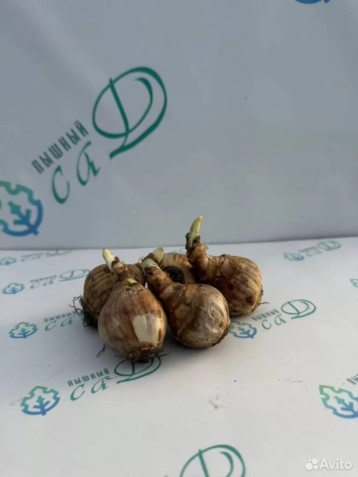Нарцисс орхидный  "ТИРИТОМБА" (5 штук)