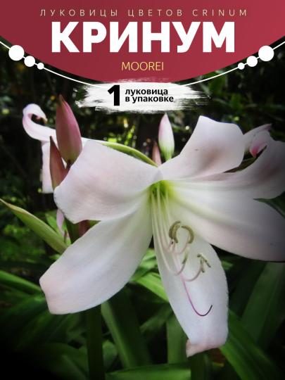 Crinum moorei