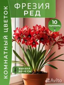 Фрезия Ред луковицы 10 шт.