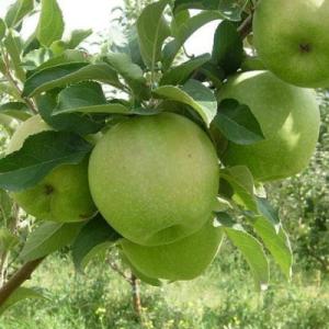 Яблоня "ГРЕННИ СМИТ"