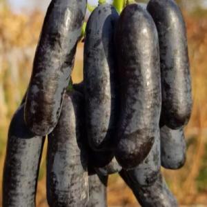 Виноград "АВАТАР"